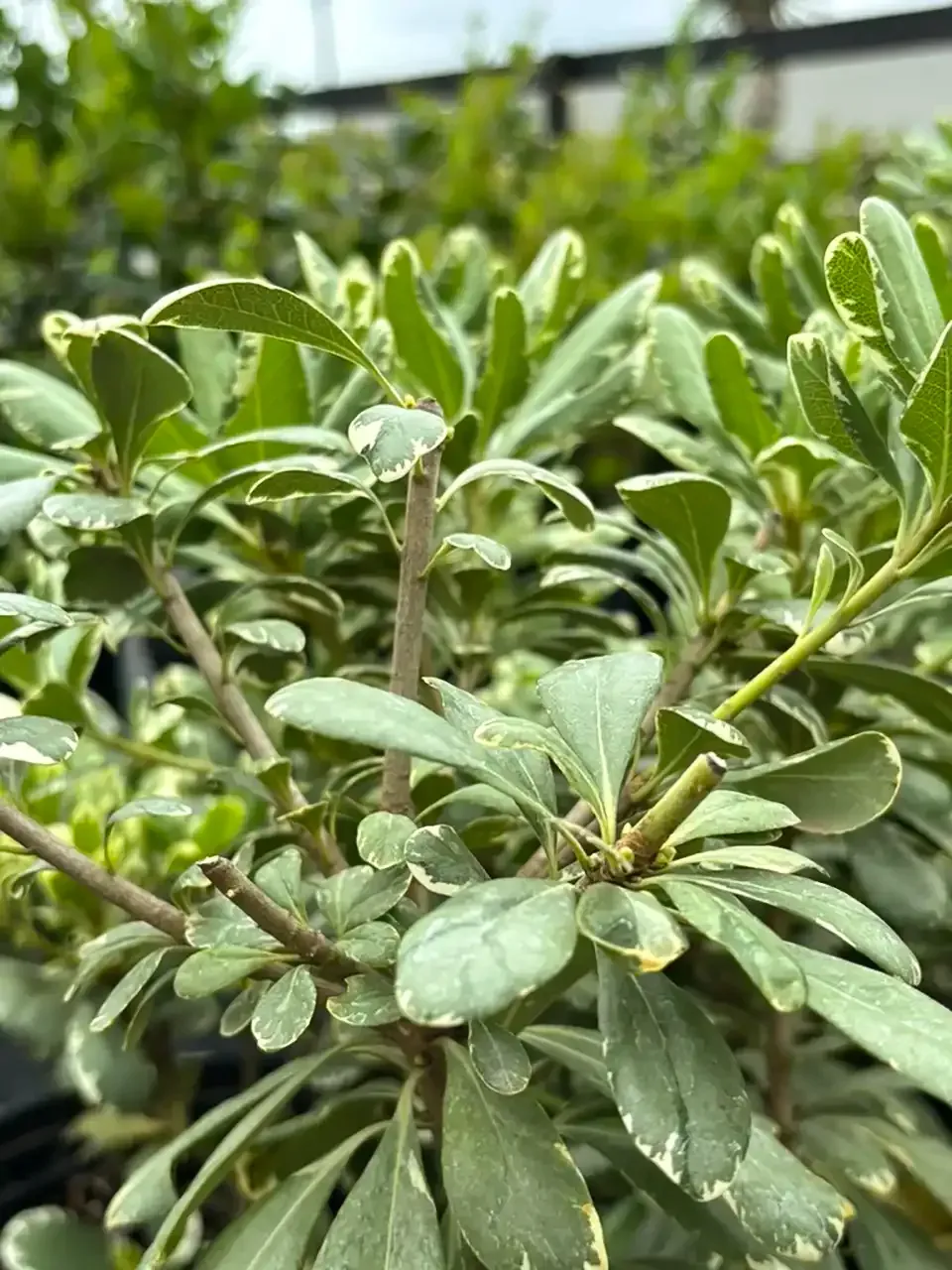 Close-up of a green succulent plant with thick oval leaves in a garden