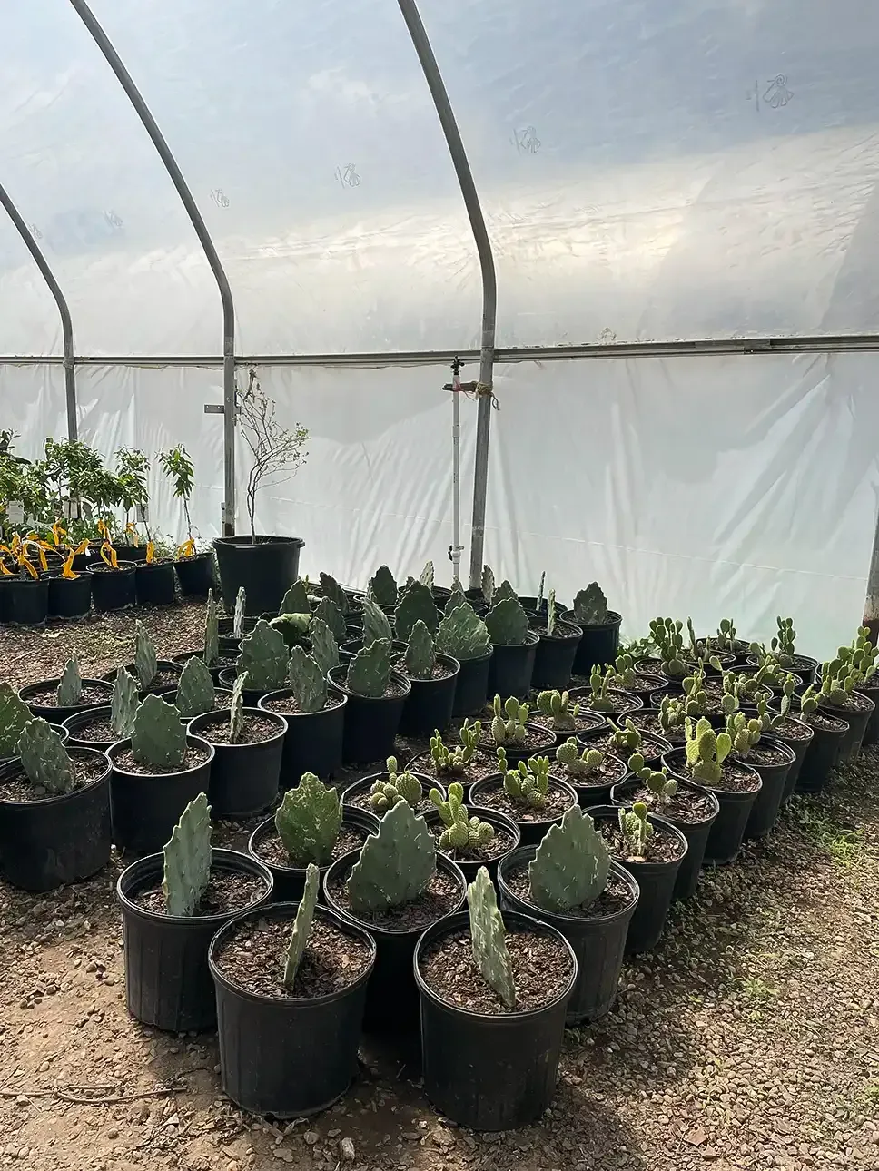 Rows of potted cactus seedlings inside a translucent greenhouse tunnel