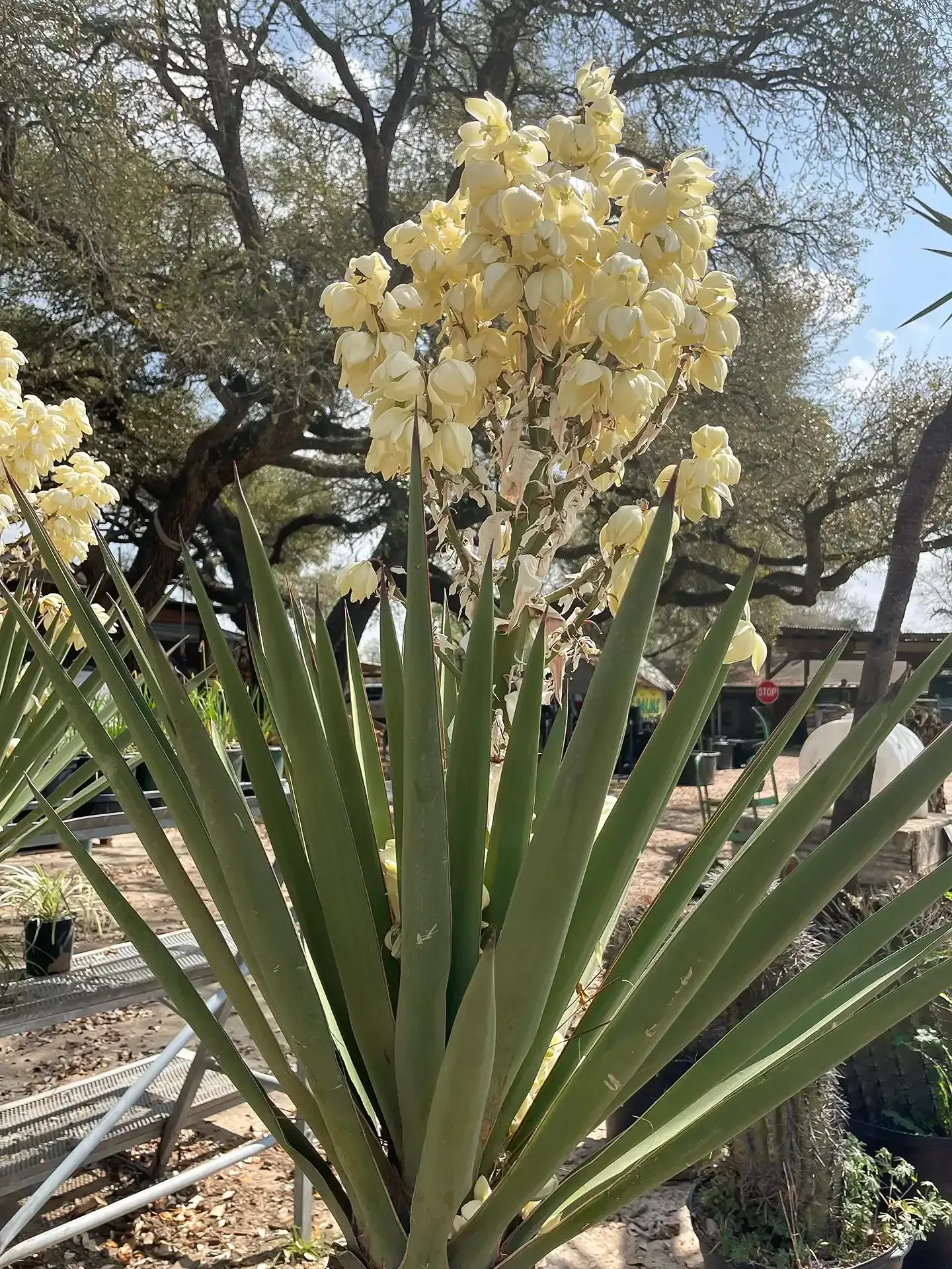 Yucca plant with pale yellow flowers in a sunny desert garden