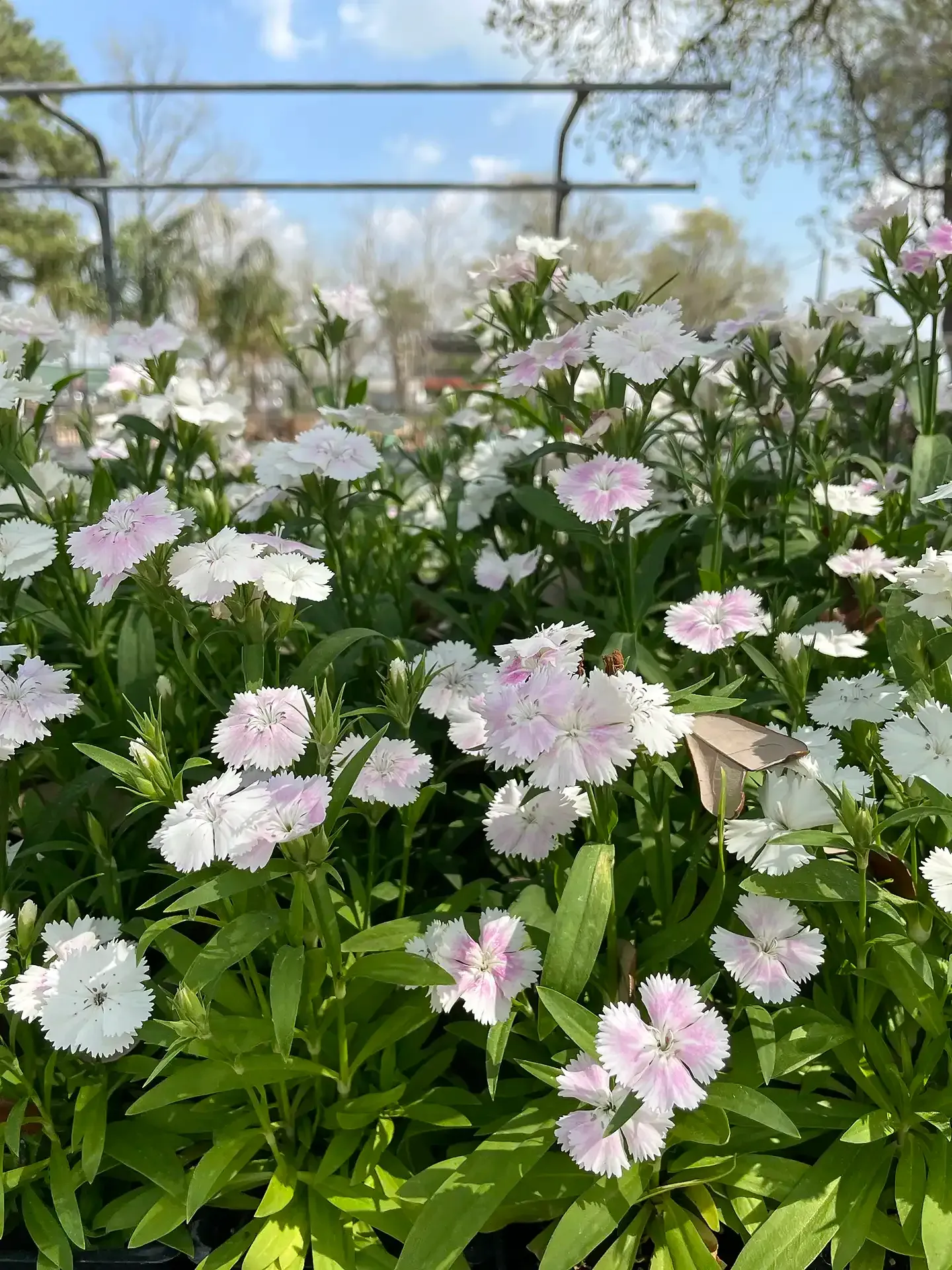 Pink and white flowers blooming in a garden under a blue sky