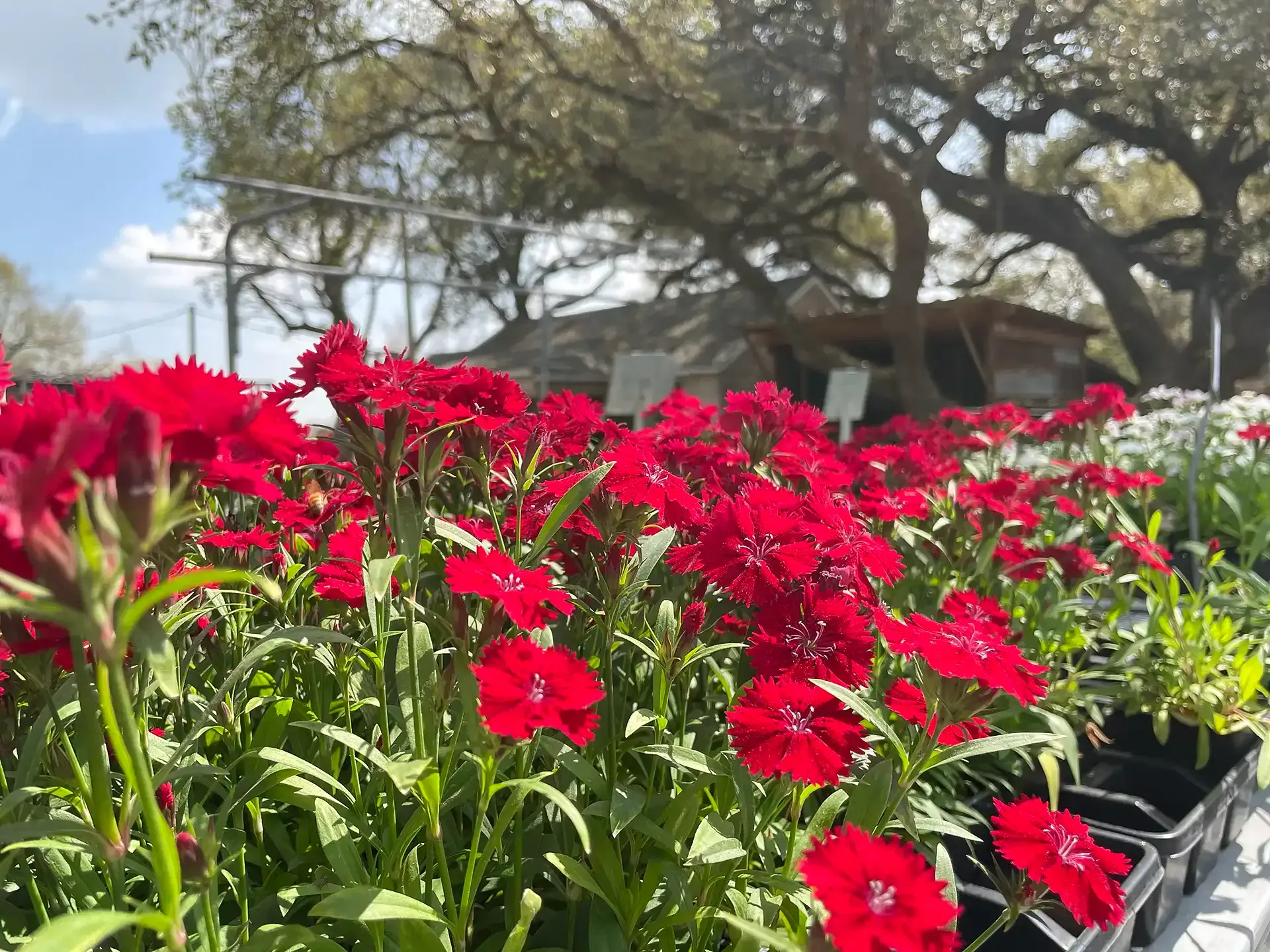 Red flowers bloom in a garden bed under trees on a sunny day.