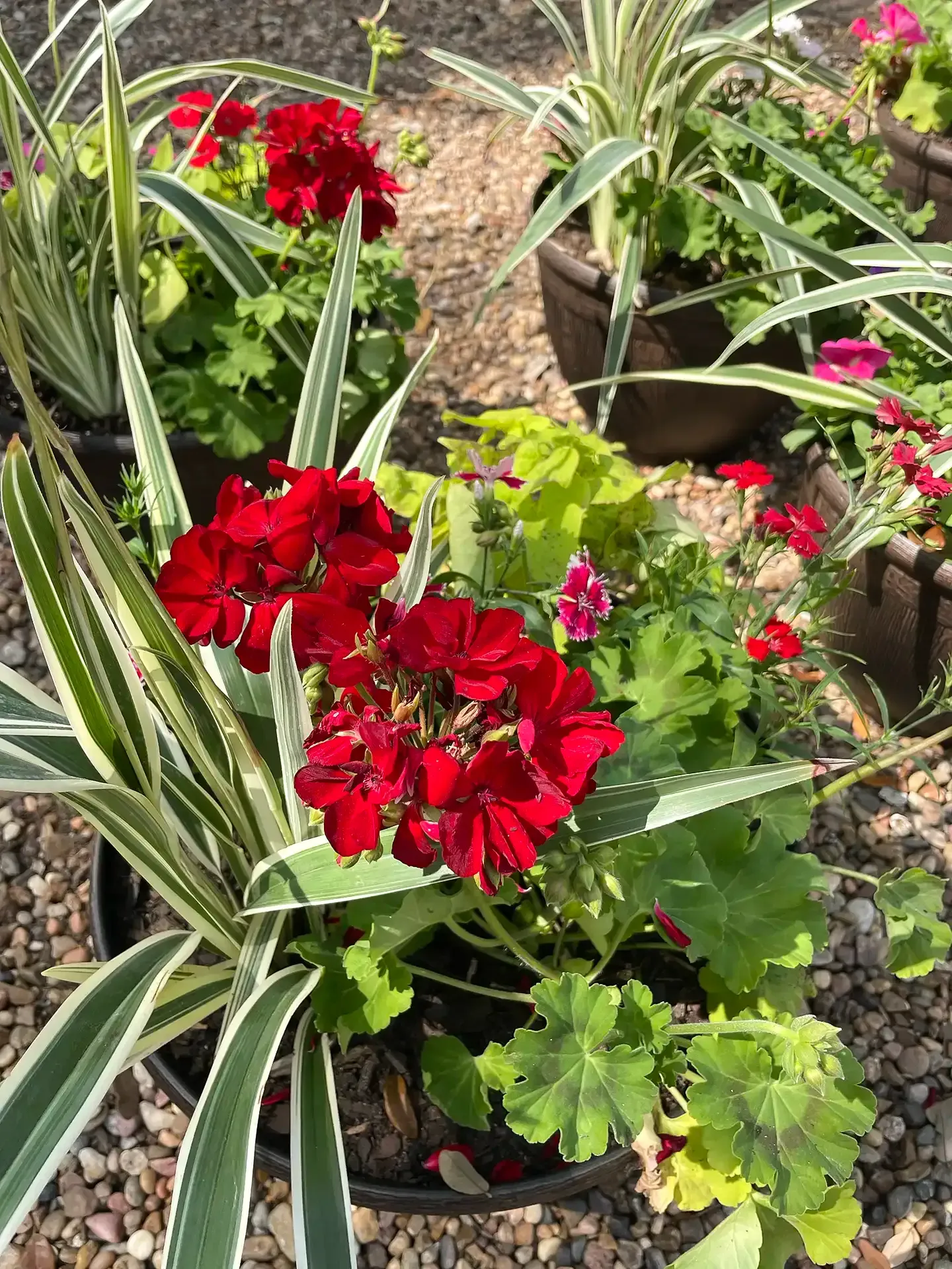 Red and pink flowers in a garden bed with green foliage and striped leaves.