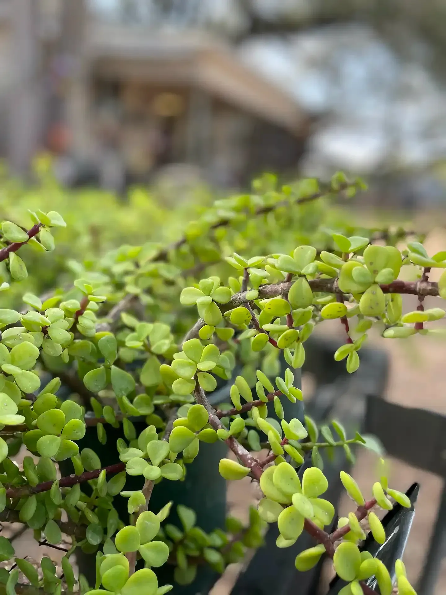 Green succulent in a pot with small oval leaves, set against a blurred outdoor market background