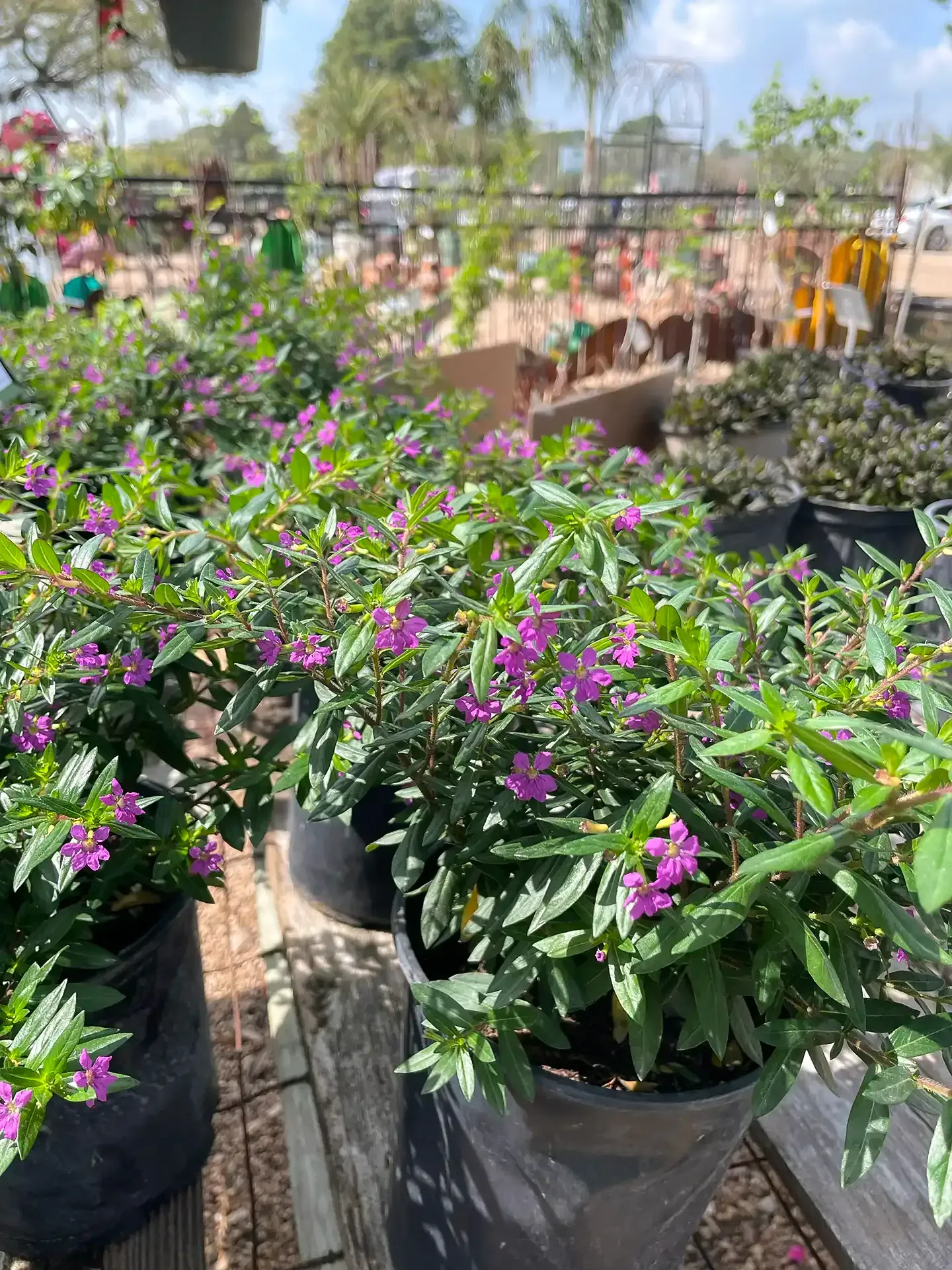 Potted flowering plants with purple blooms in a sunny nursery or garden center