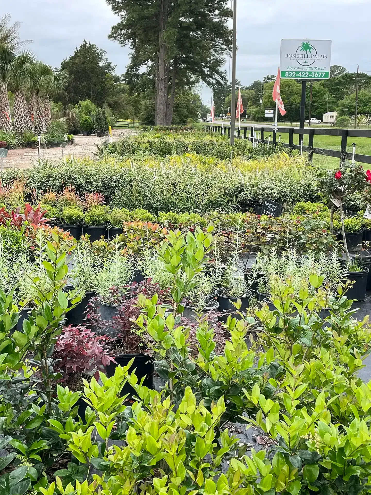Colorful nursery garden with rows of flowering plants and a sign by a roadside fence.