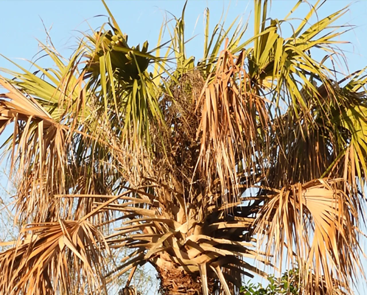 A dying palm tree with dry, brown, drooping fronds against a clear blue sky.