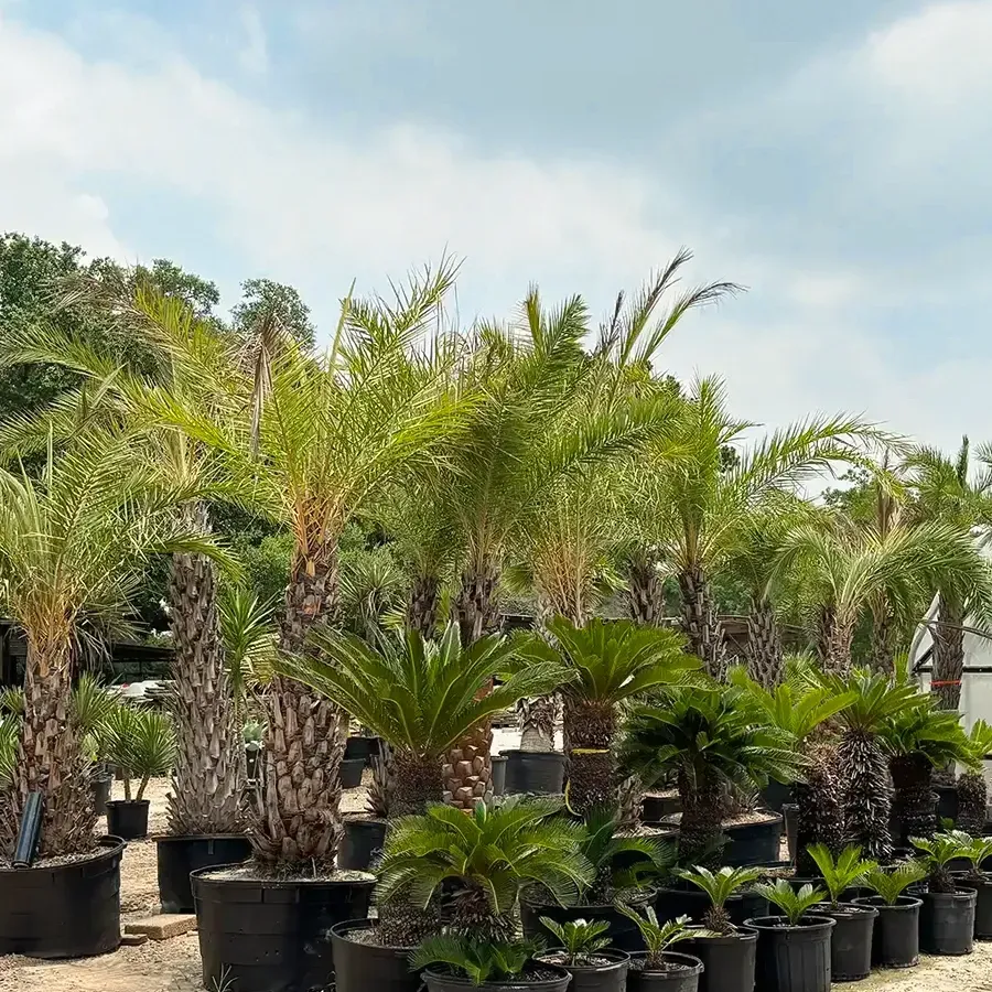 Rows of potted palm trees in a nursery under a partly cloudy sky