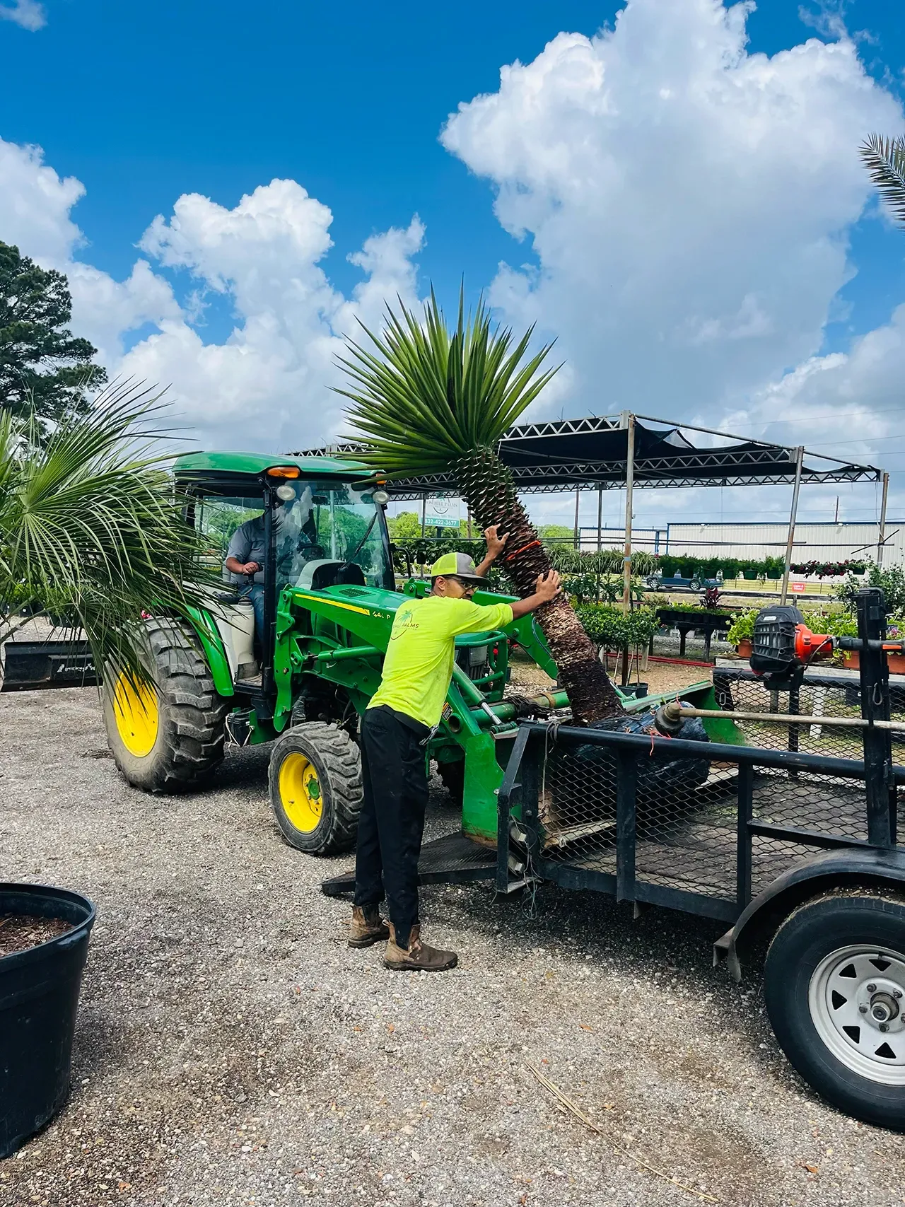 Worker loading a potted palm onto a trailer beside a green tractor in a sunny nursery