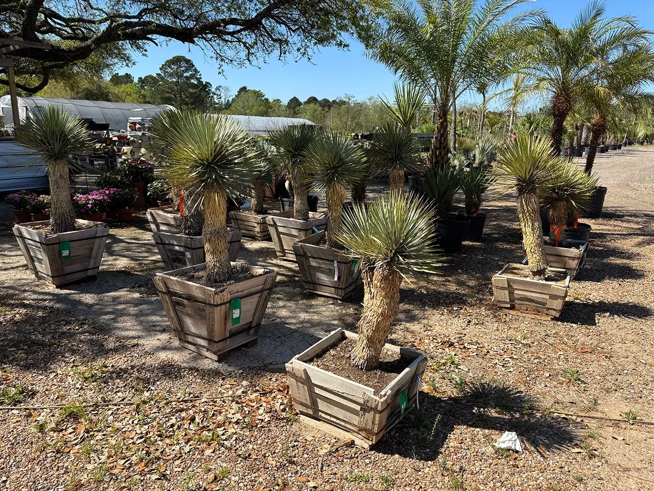 Rows of potted desert plants in a sunny outdoor nursery under trees