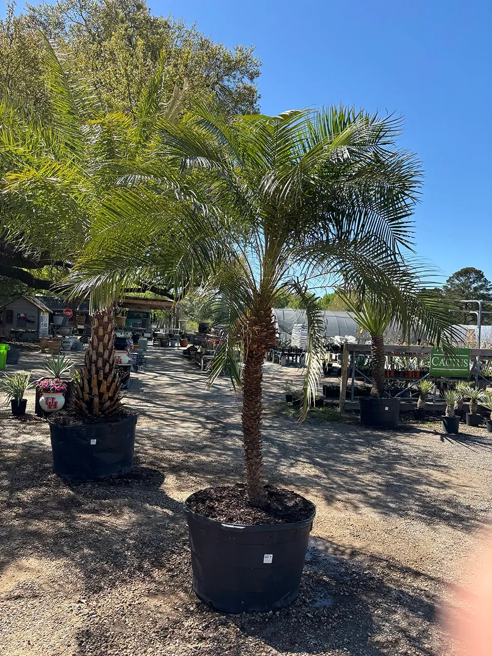 Potted palm trees on a sunny outdoor nursery lot with gravel ground and garden items in the background