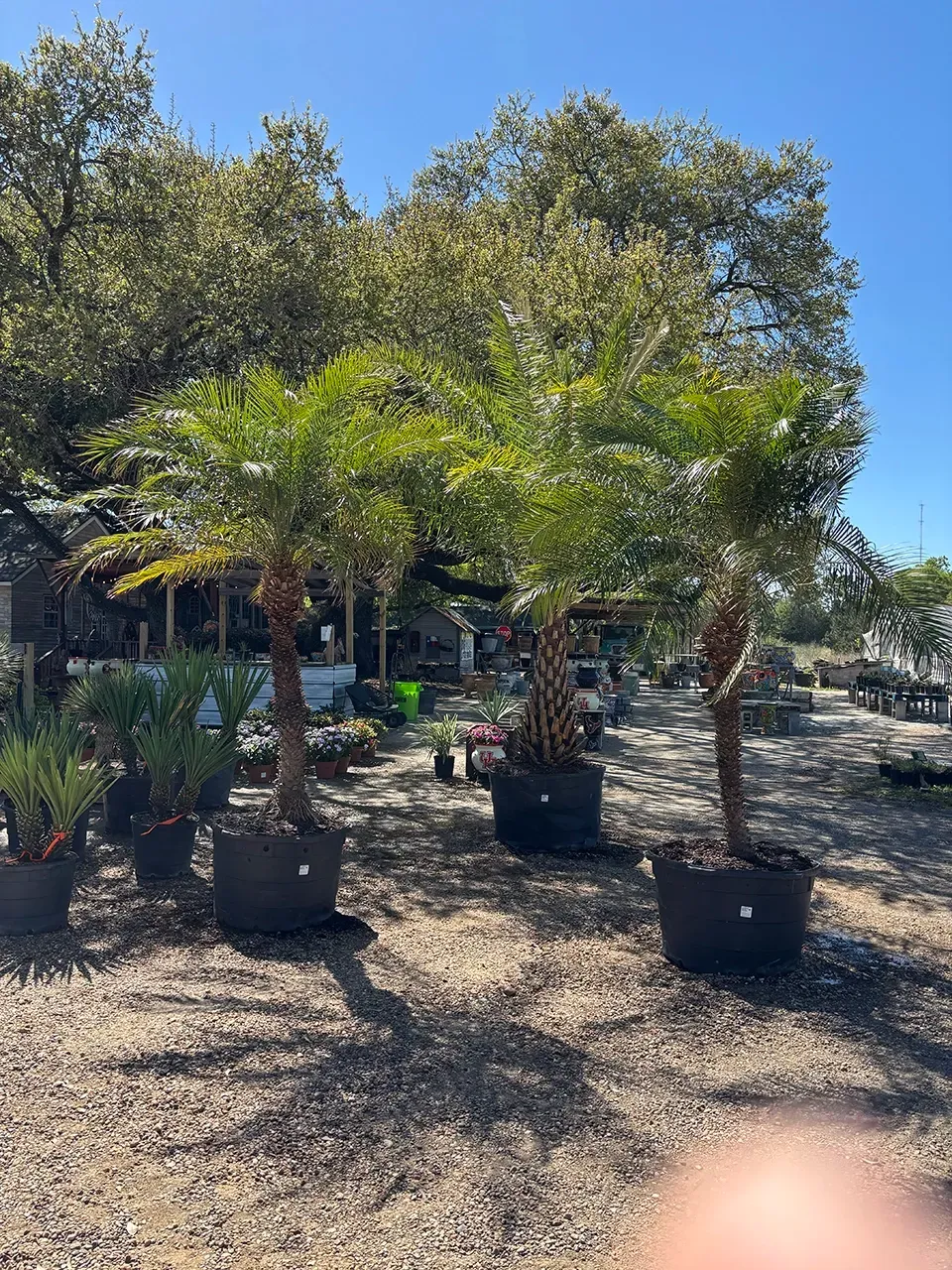 Potted palm trees in a sunny outdoor nursery with larger trees in the background.