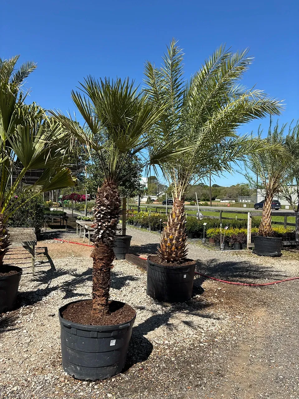 Potted palm trees lined up outdoors in a sunny plant nursery under a clear blue sky