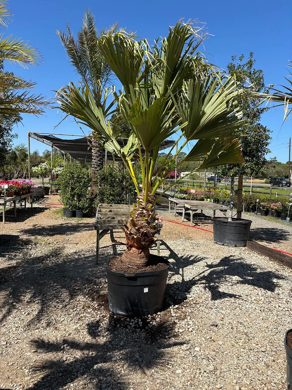 Potted palm tree in a sunny nursery, with gravel ground and other plants in the background