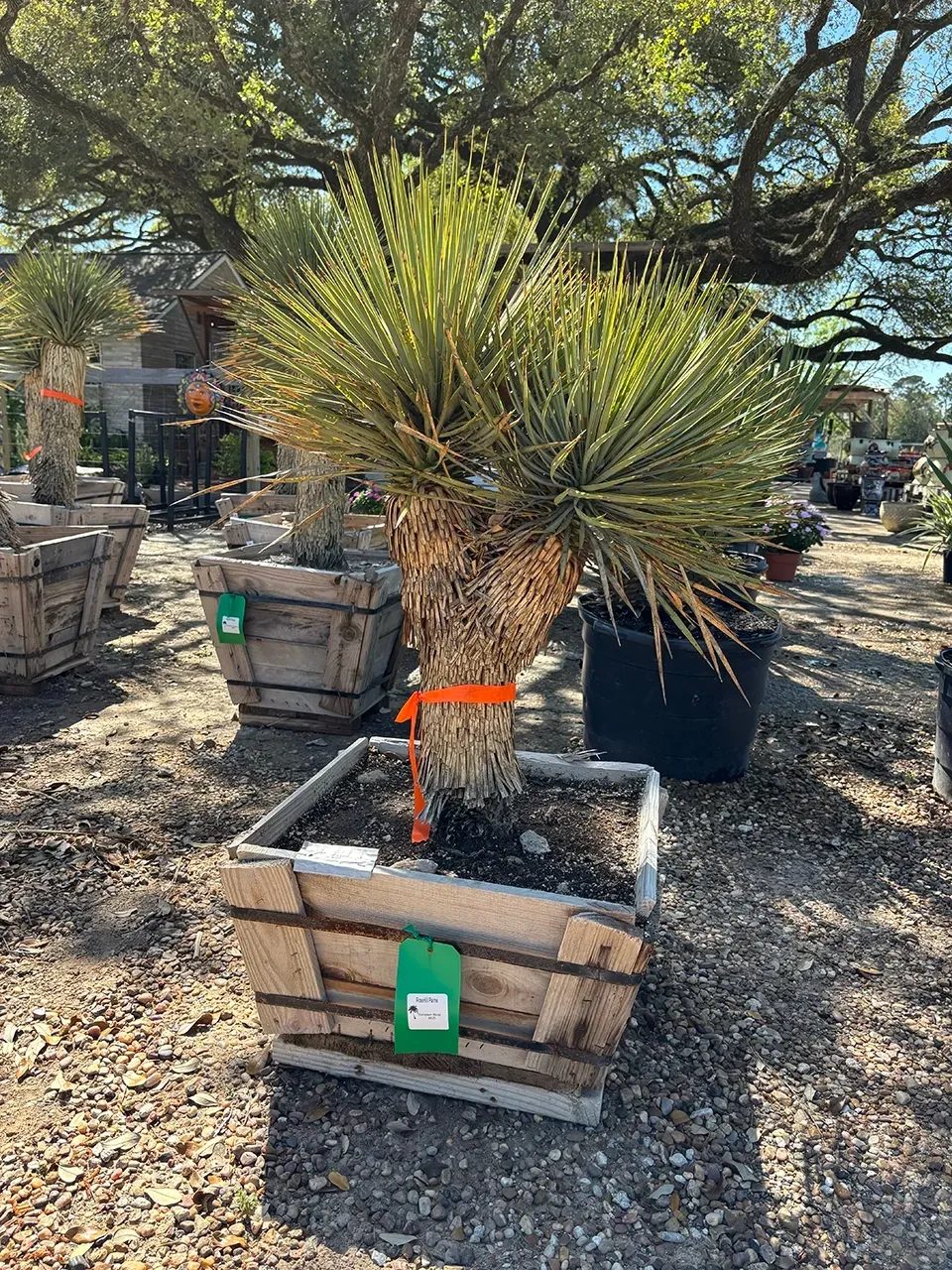 Potted yucca plant in a wooden planter outdoors under trees