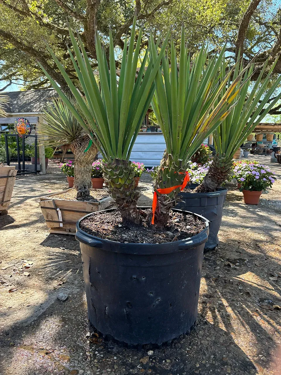 Potted palm-like plant in a nursery, with other plants and trees in the background.