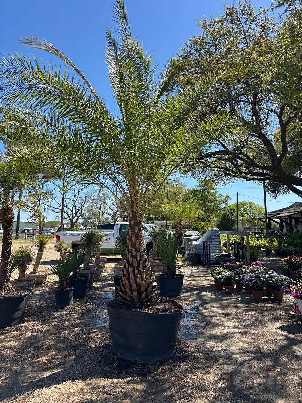 Potted palm trees in a sunny outdoor nursery with other plants and garden displays