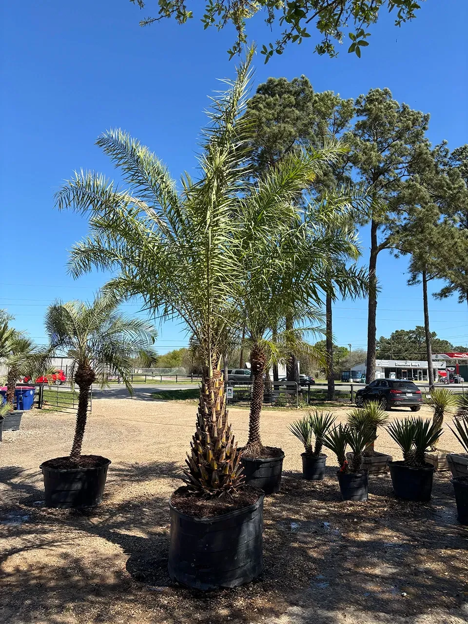 Palm trees in black pots at an outdoor nursery under a bright blue sky