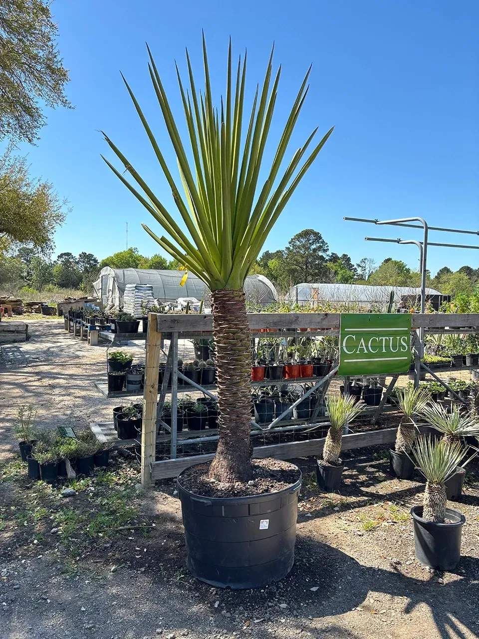 Potted yucca plant with spiky green leaves at a cactus nursery outdoors