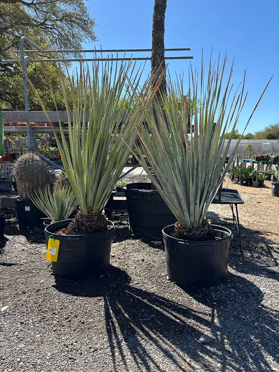 Two potted spiky desert plants in a sunny outdoor nursery with gravel ground.