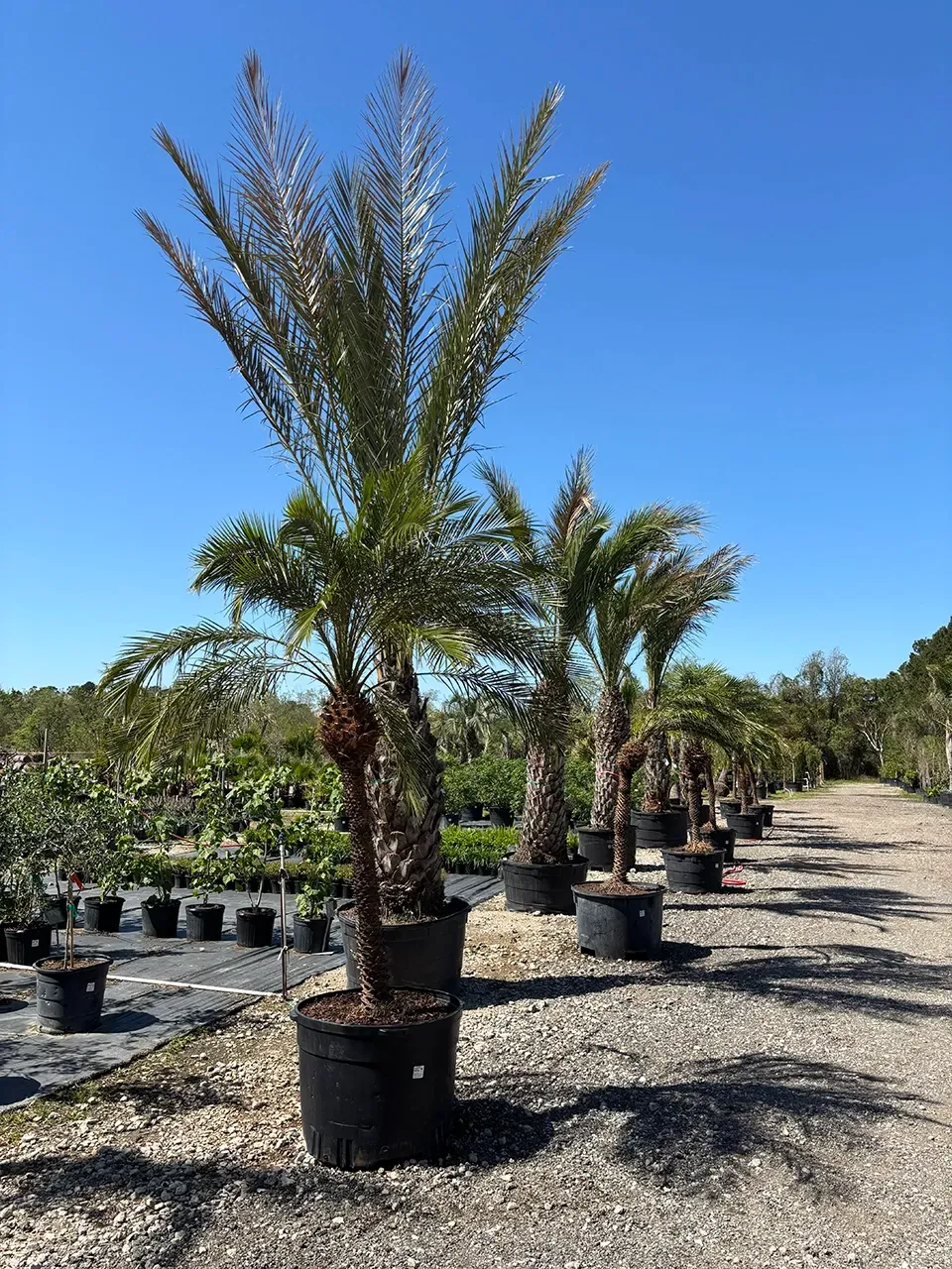 Row of potted palm trees in a sunny nursery along a gravel path under a blue sky