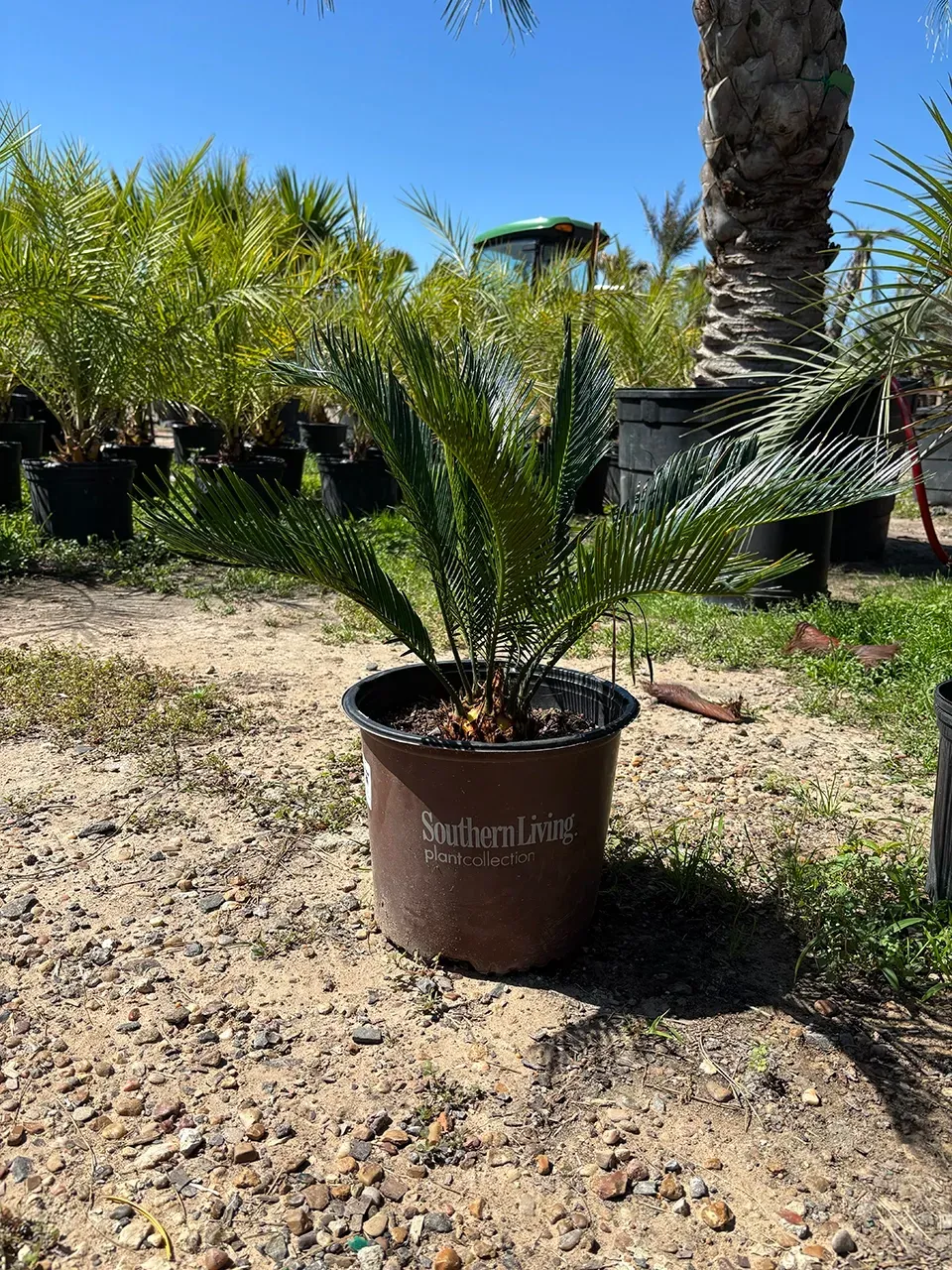 Potted palm plant in a sunny outdoor nursery with other palms and gravel ground