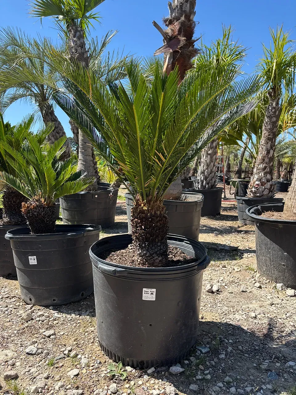 Potted palm trees in a sunny outdoor nursery on gravel.