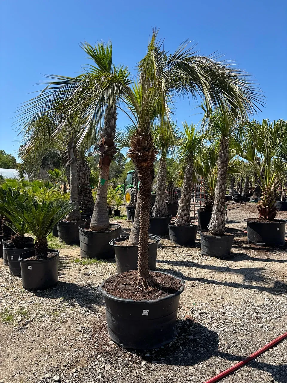Potted palm trees in a sunny outdoor nursery under a clear blue sky