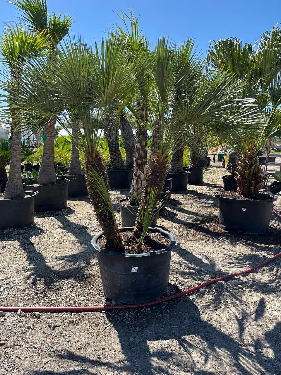 Potted palm trees in a nursery under bright sunlight, with rows of plants and gravel ground.