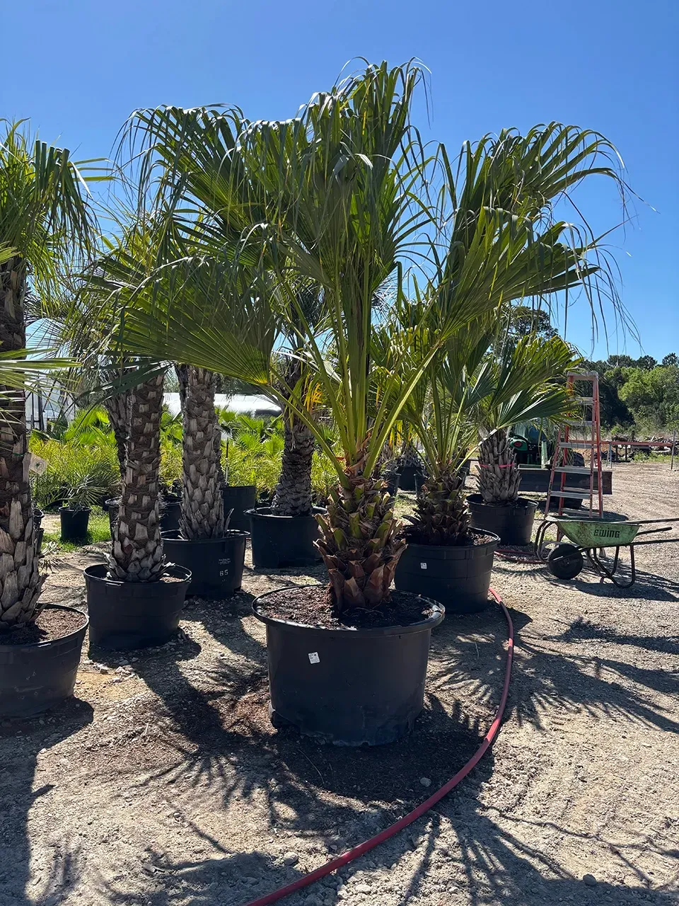 Potted palm trees in a sunny outdoor nursery, with gravel ground and a red hose in front