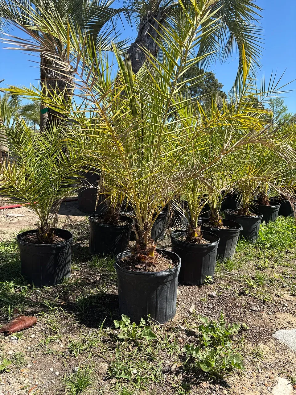 Potted palm plants outdoors in a nursery, with bright sunlight and gravel ground