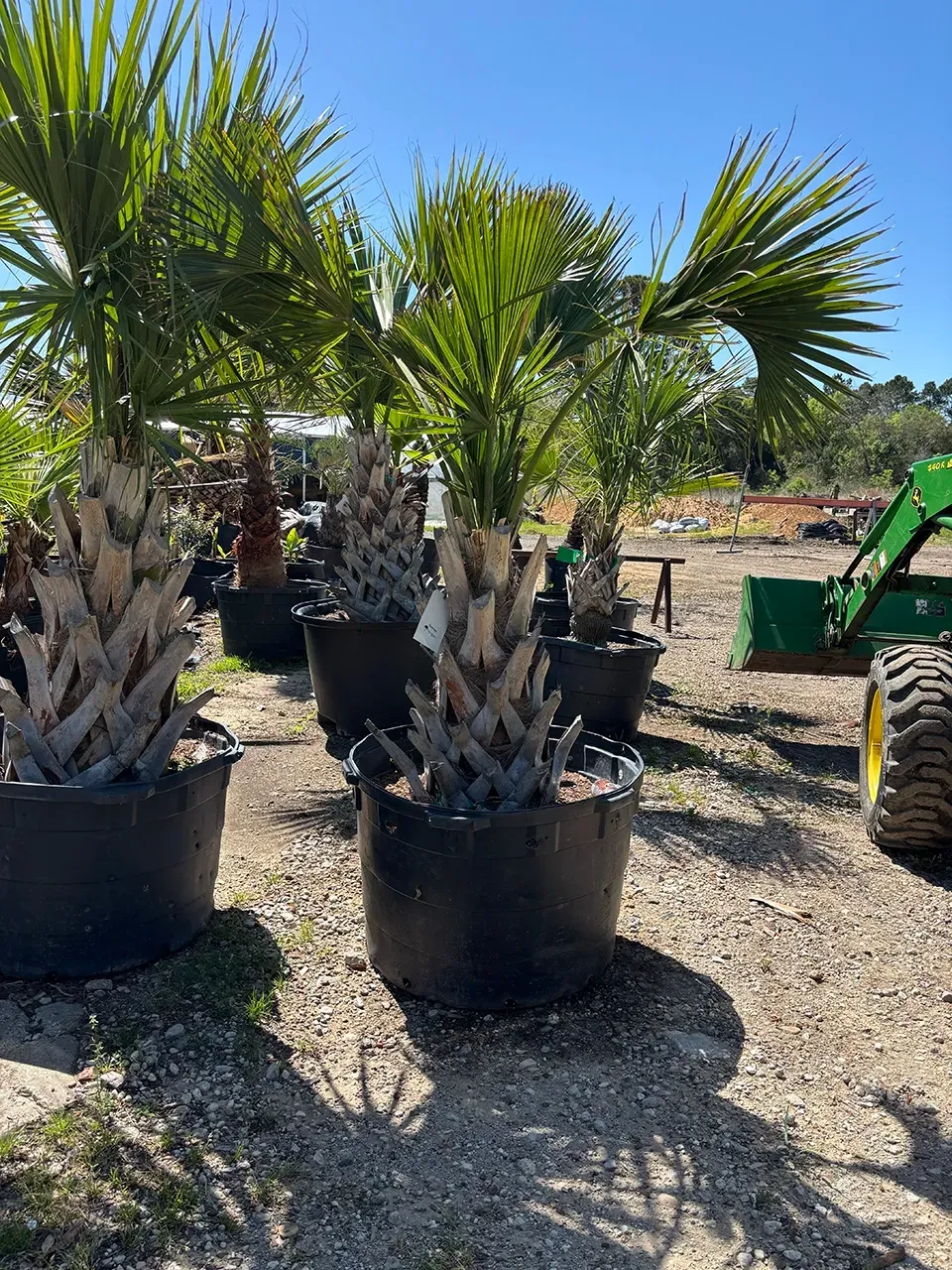 Potted palm trees in a sunny outdoor nursery, with gravel ground and more plants in the background
