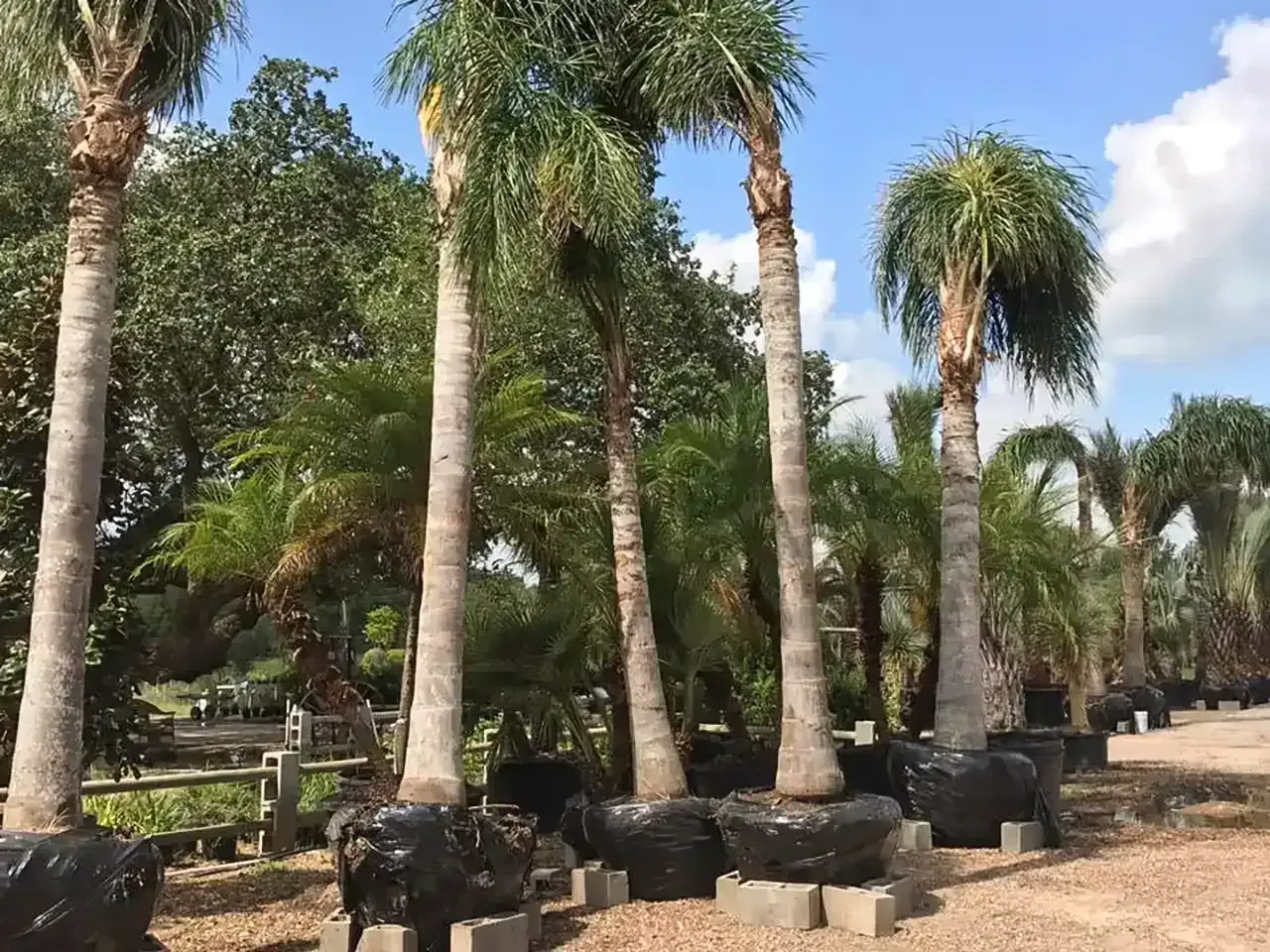 Rows of tall palm trees with black wrapped trunks along a sunny dirt path in a park