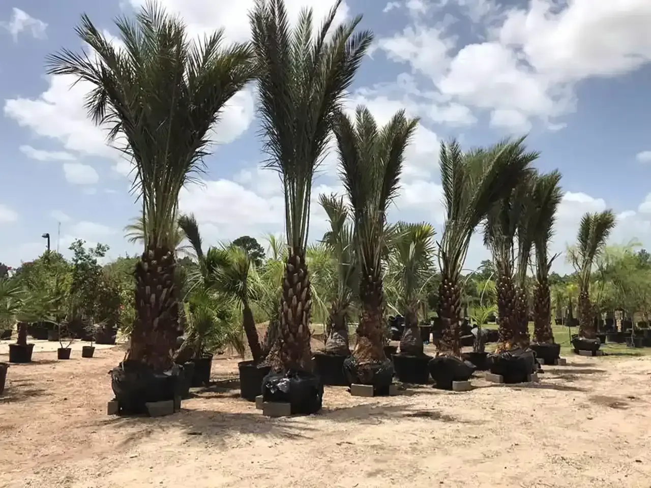 Rows of potted palm trees in a sunny outdoor nursery under a partly cloudy sky