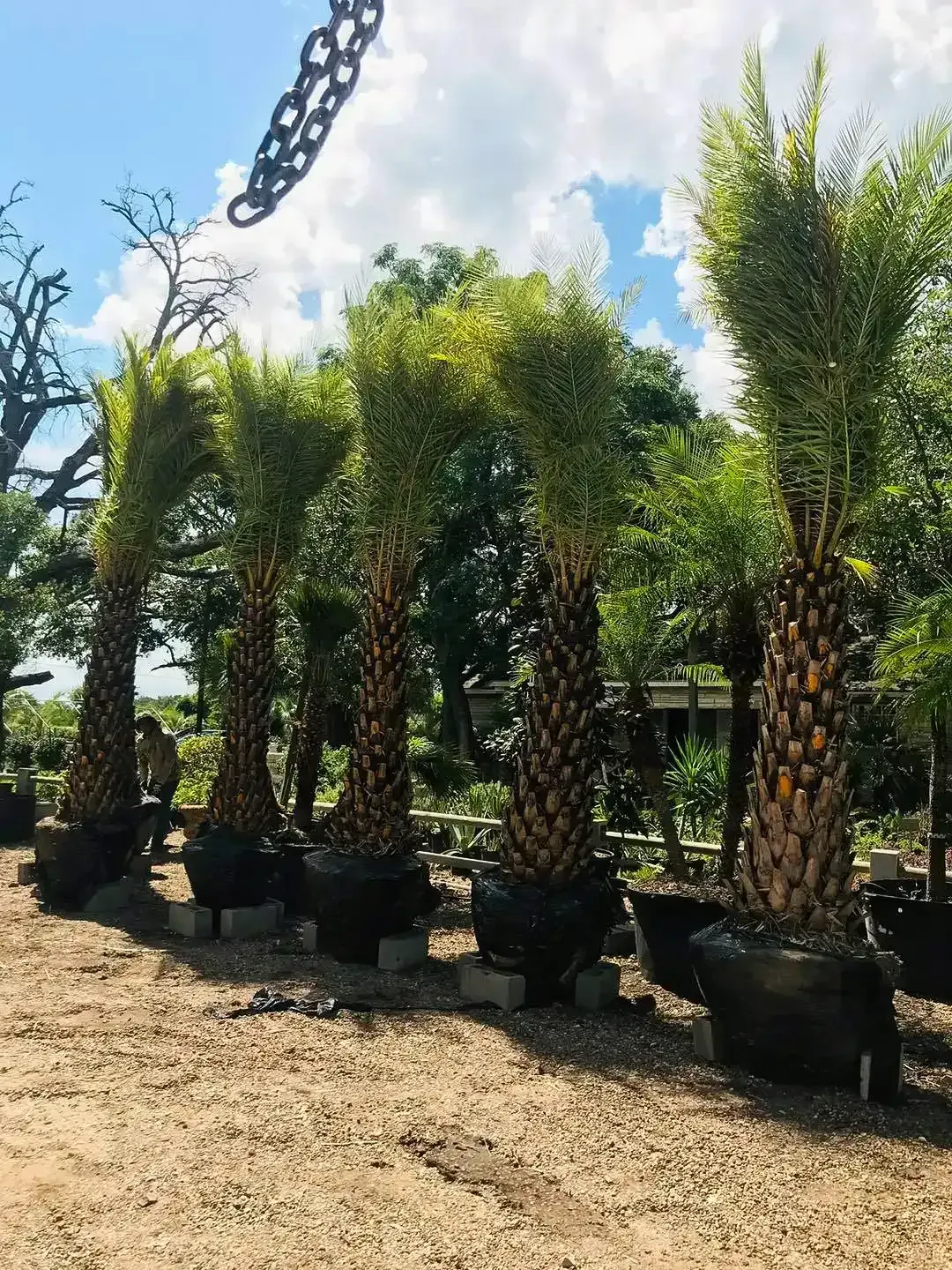 Row of potted palm trees in a sunny outdoor nursery under a blue sky