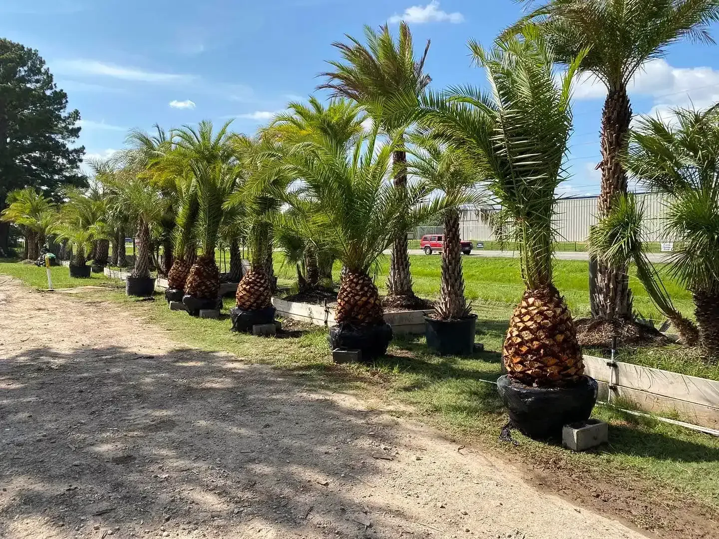 Rows of potted palm trees in a nursery with a greenhouse at the end of a gravel path