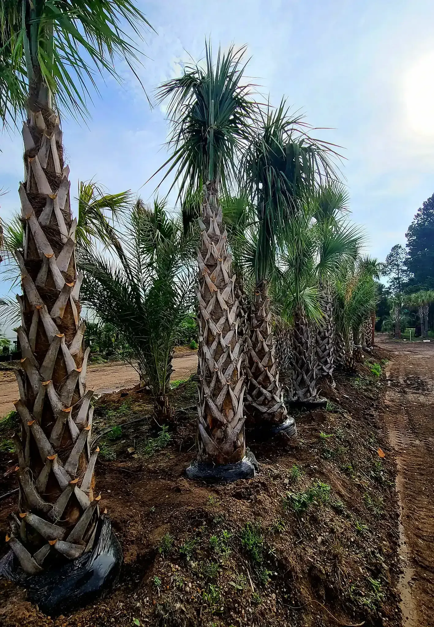 Row of braided palm trees in black grow bags in a nursery under a bright blue sky