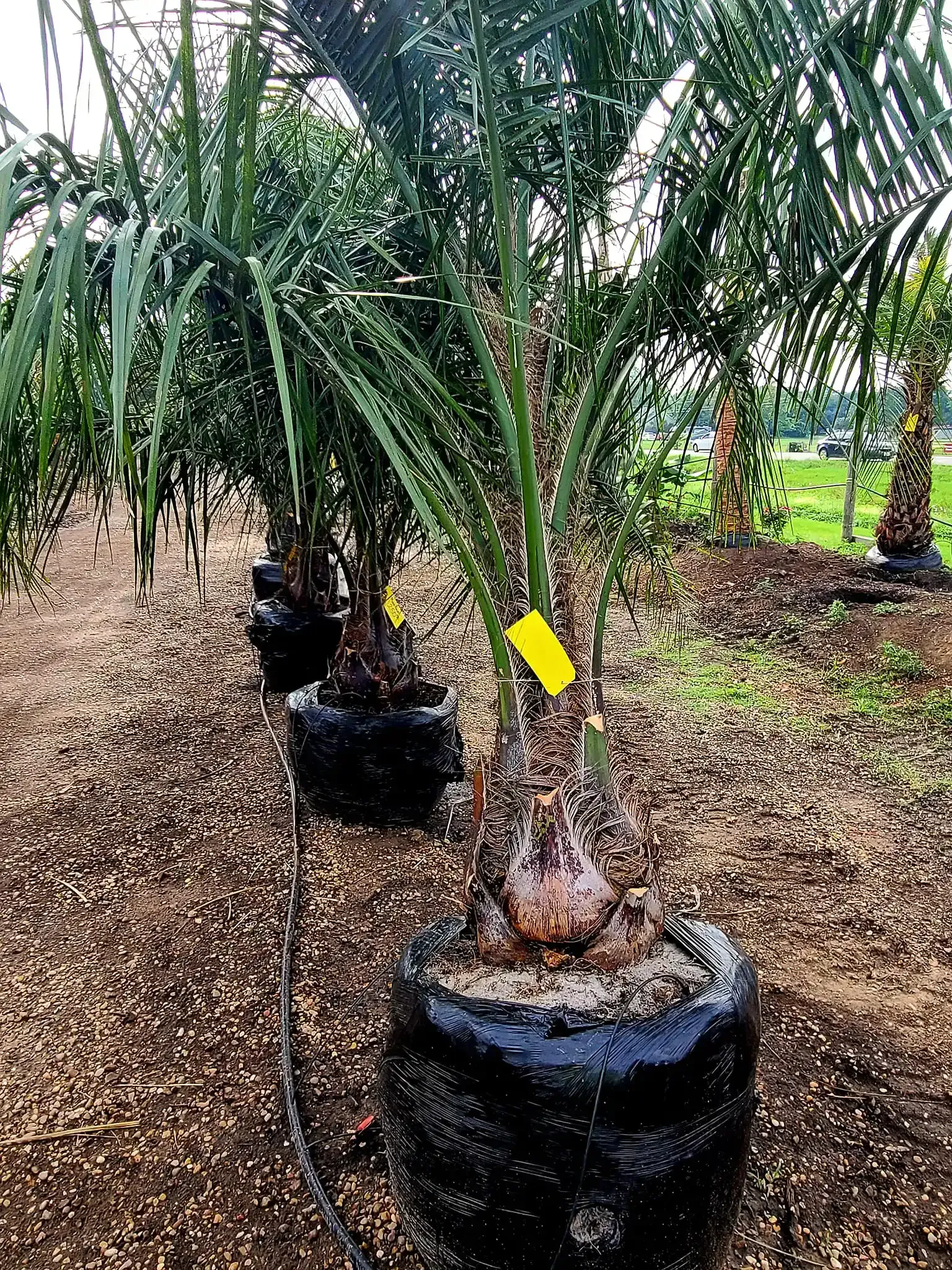 Young palm trees in black grow bags are lined up in a nursery orchard.