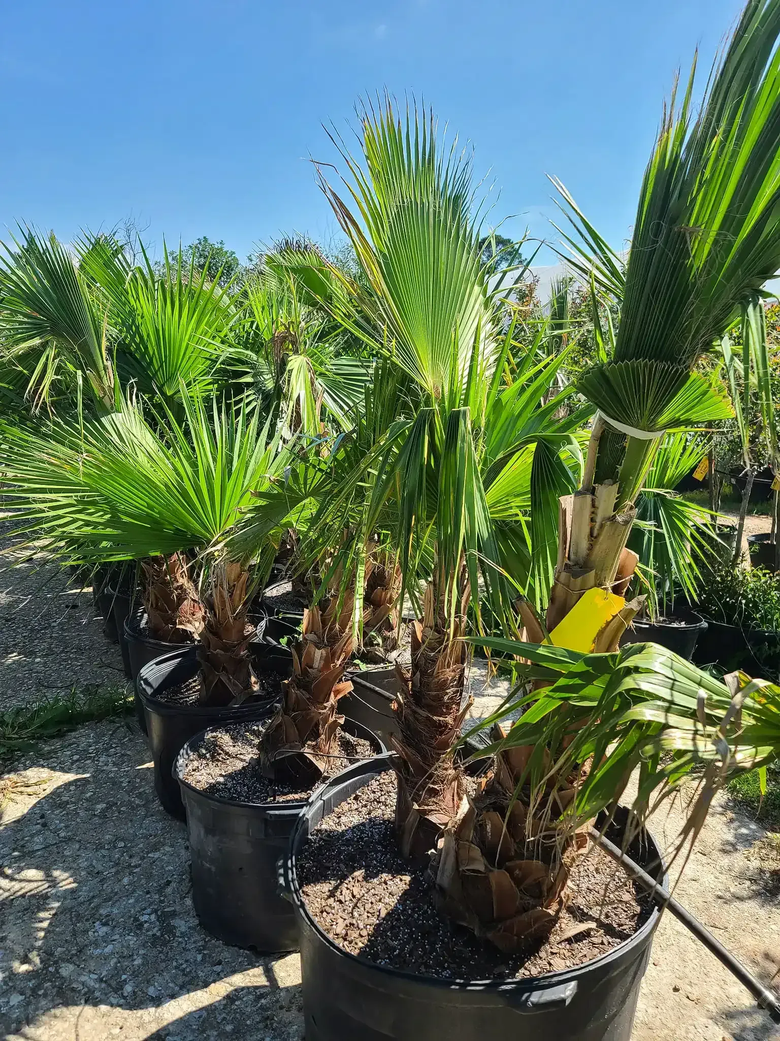 Potted palm-like plants in a sunny outdoor nursery, with black containers and green fronds.