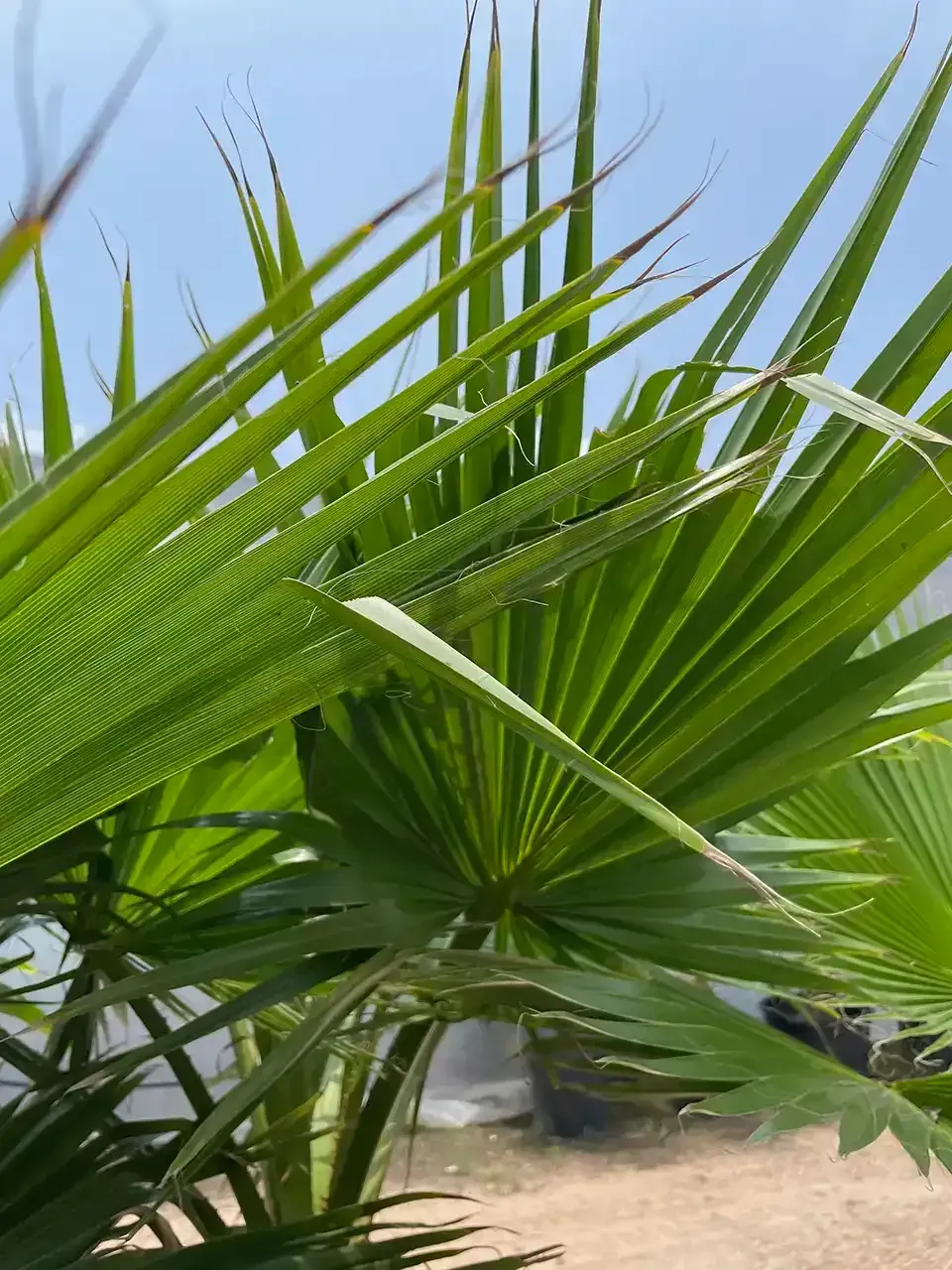 Green palm fronds against a blue sky, with a sandy path in the background