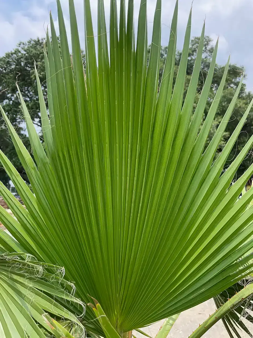 Close-up of a bright green fan palm leaf with a blurred outdoor background