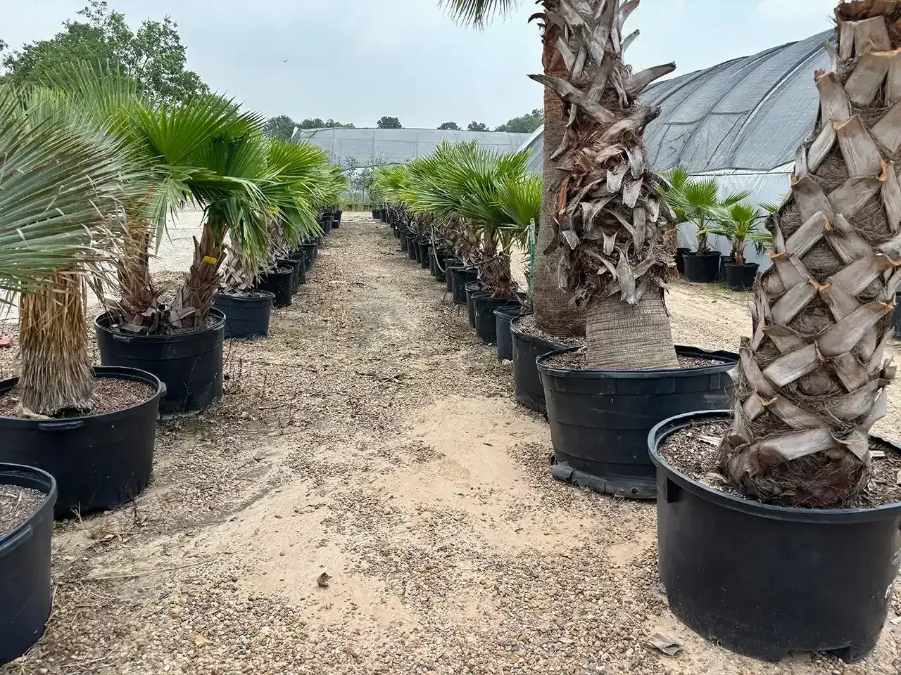 Rows of potted palm trees in a nursery aisle beside a greenhouse tunnel