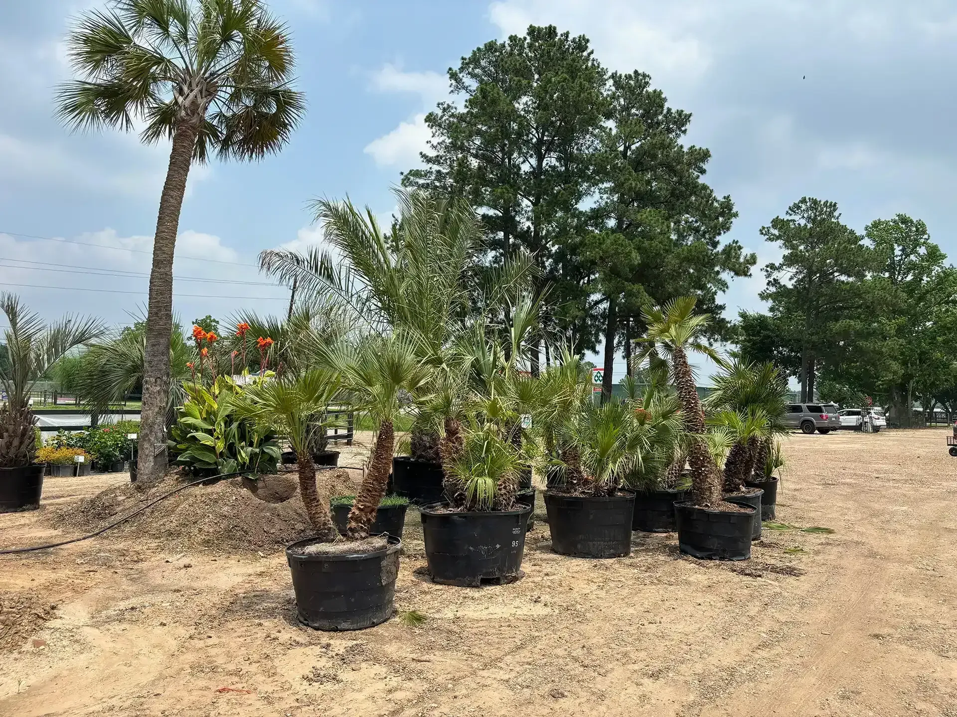 Potted shrubs and small trees lined up in a sunny outdoor nursery with sandy ground and palm trees nearby