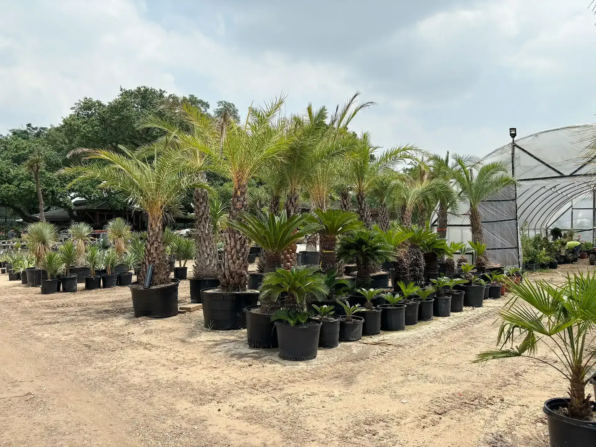 Potted palm trees and shrubs arranged outdoors at a plant nursery on a sandy lot