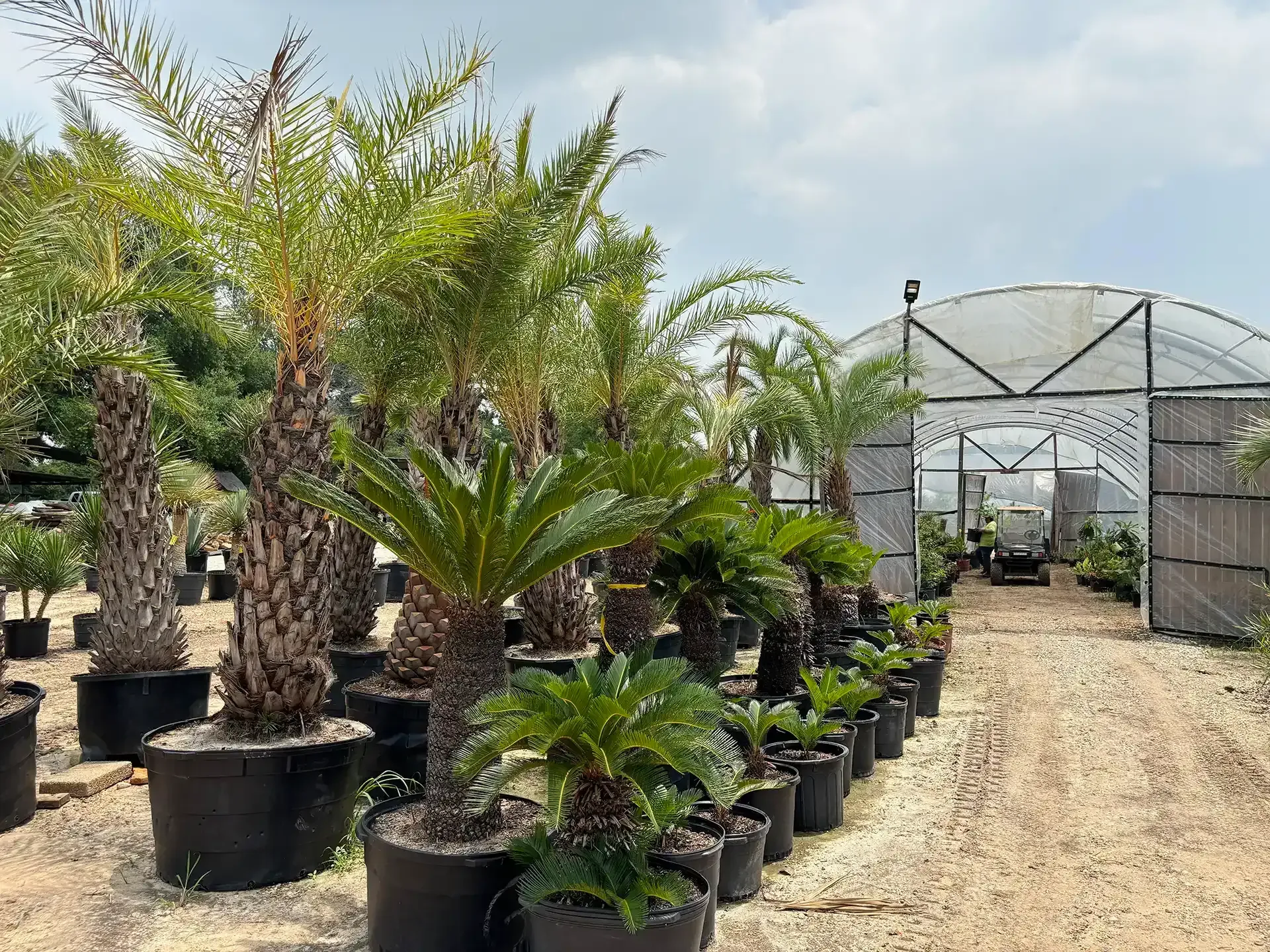 Potted palm trees in a nursery beside a greenhouse under a bright blue sky