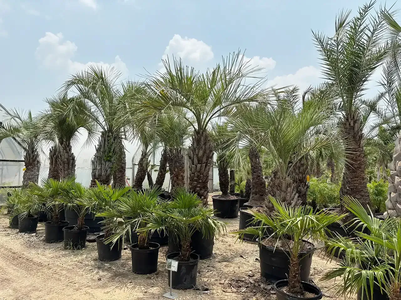 Rows of potted palm trees in a sunny outdoor nursery under a partly cloudy sky