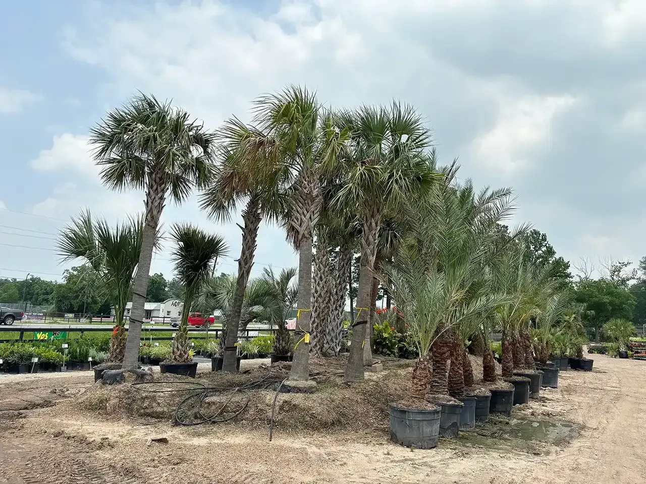 Row of potted palm trees in a nursery along a sunny roadside