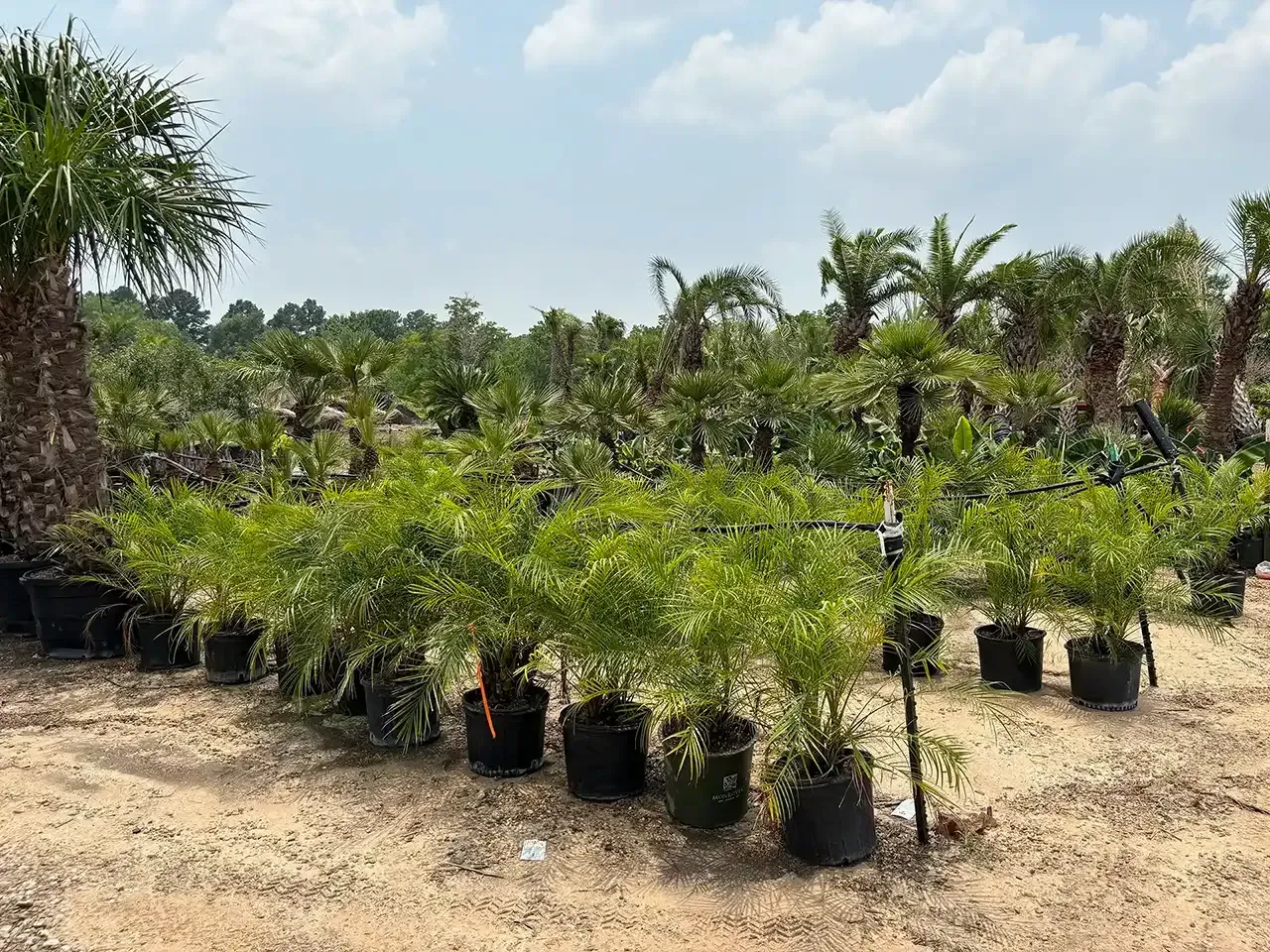Rows of potted young trees in a sunny outdoor nursery with palm trees in the background