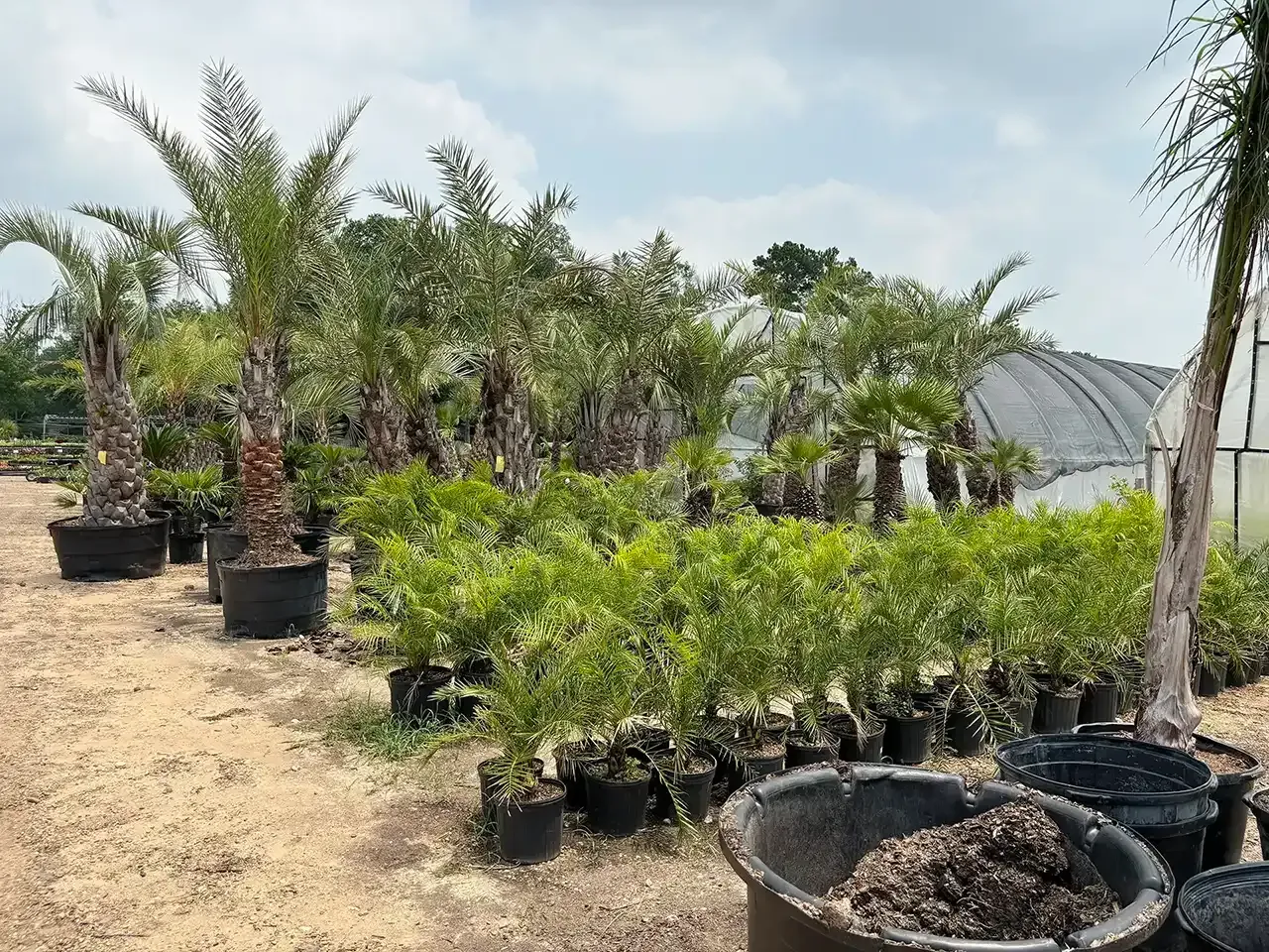 Outdoor plant nursery with potted palm trees and shrubs on sandy ground