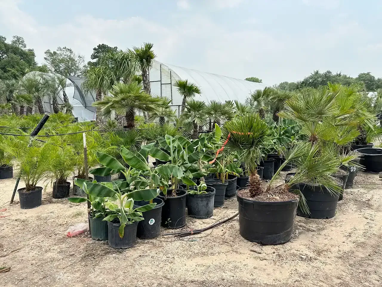 Rows of potted tropical plants in a nursery outdoors under bright daylight