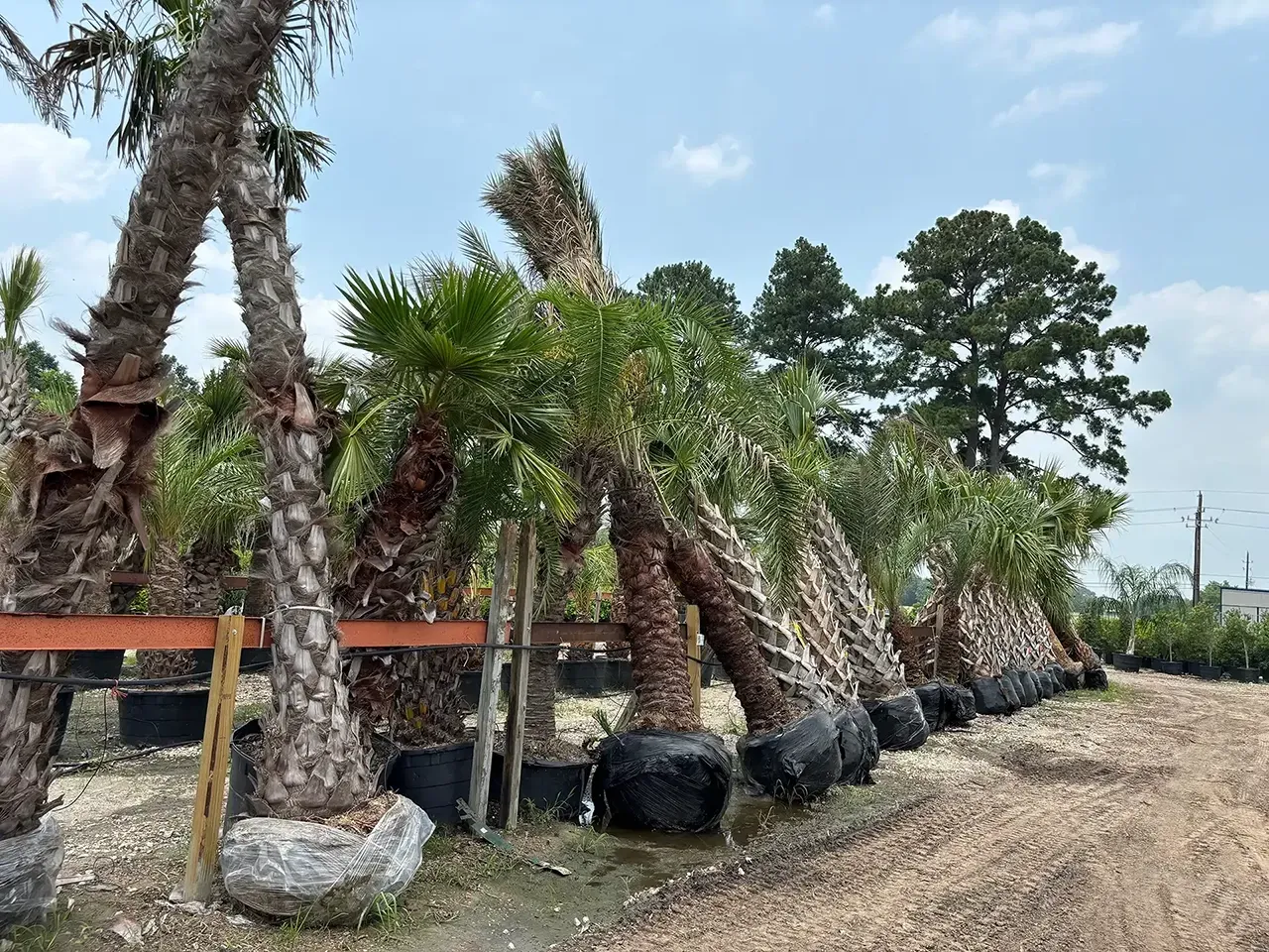 Rows of potted palm trees in a nursery beside a dirt road under a blue sky